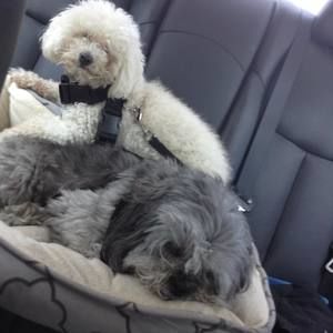 Meet your Posher, Bailey